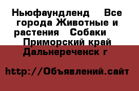 Ньюфаундленд  - Все города Животные и растения » Собаки   . Приморский край,Дальнереченск г.